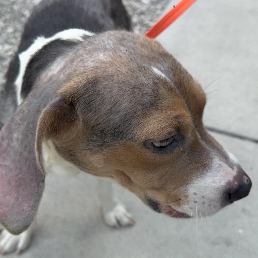 Enlarge Elle, a Adoptable mixed breed in Miami, FL image 3/6