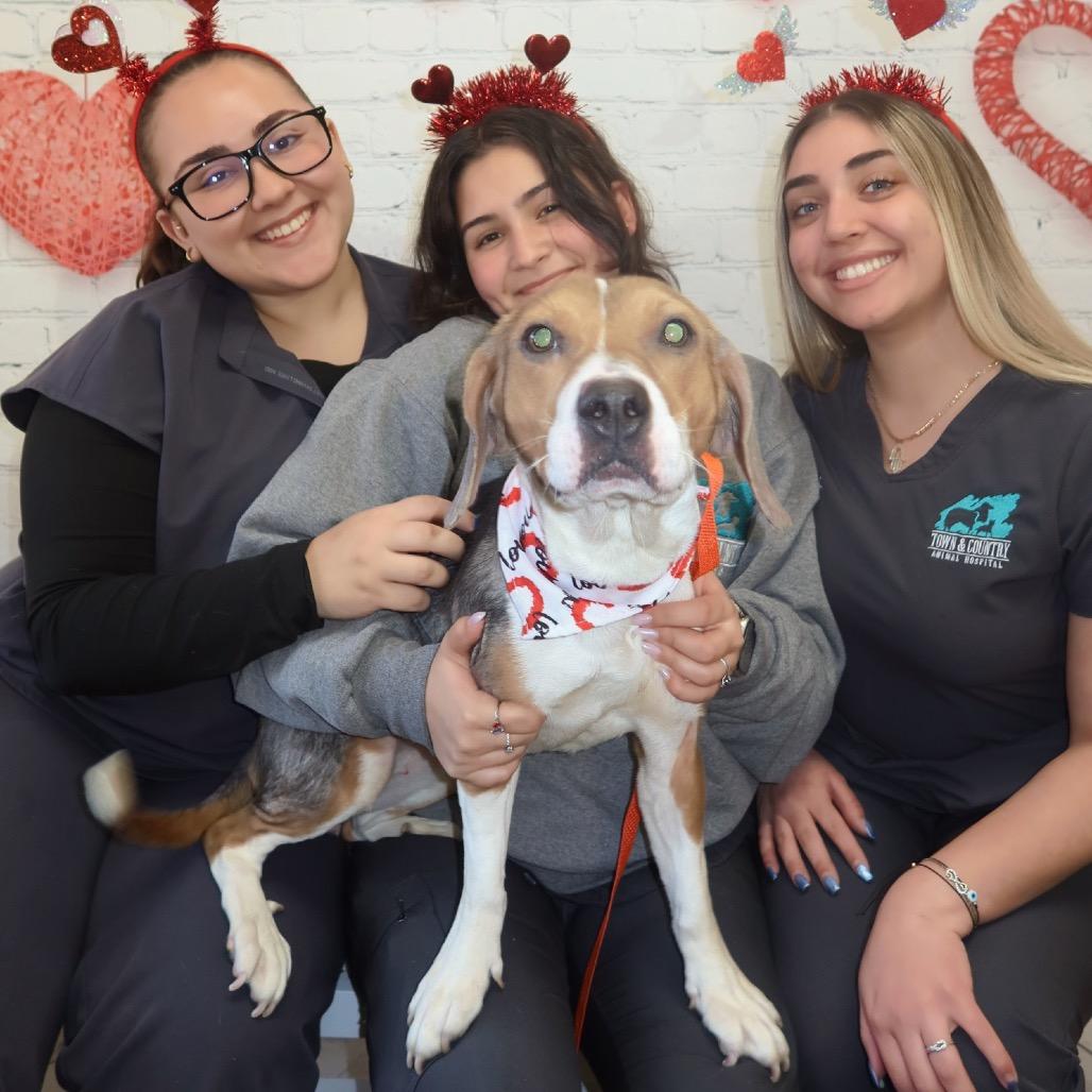 Enlarge Elle, a Adoptable mixed breed in Miami, FL image 1/6