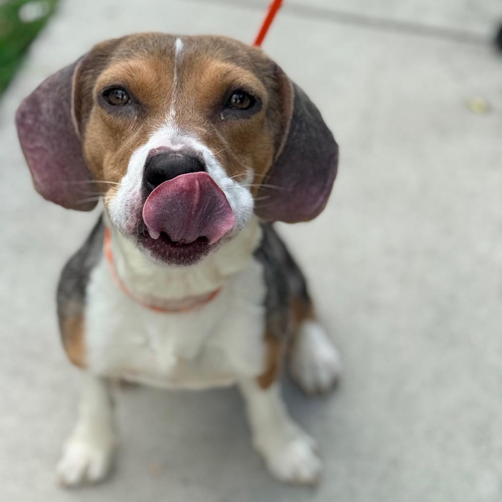 Enlarge Elle, a Adoptable mixed breed in Miami, FL image 4/6