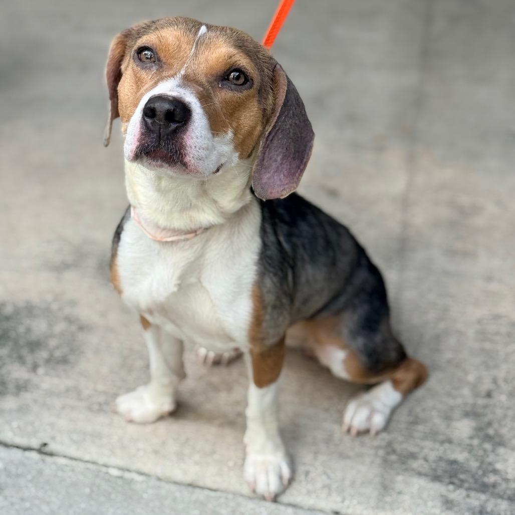 Enlarge Elle, a Adoptable mixed breed in Miami, FL image 5/6