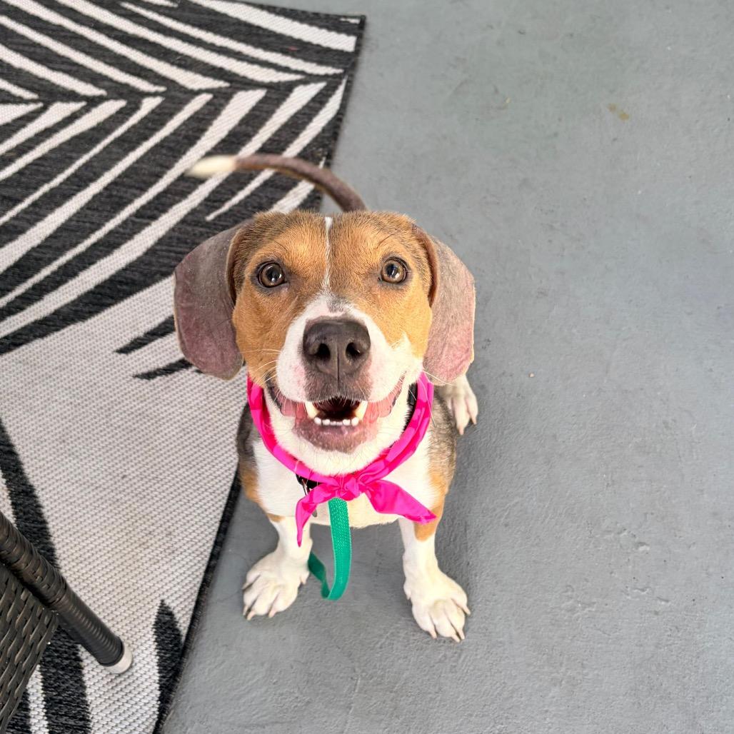 Elle, Adoptable, Adult Female Beagle & Mixed Breed.
