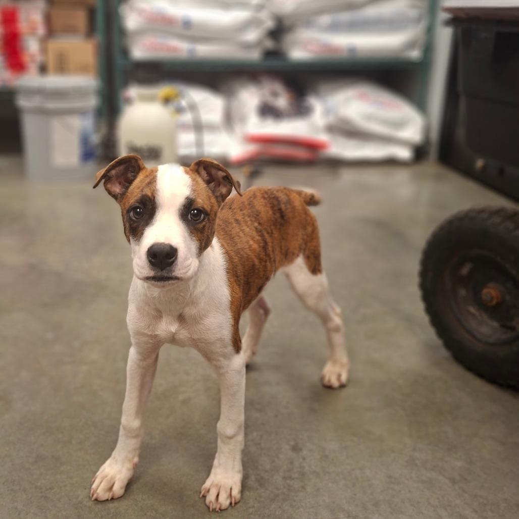 Enlarge Devon, a Adoptable Pit Bull Terrier in Hannibal, MO image 1/2