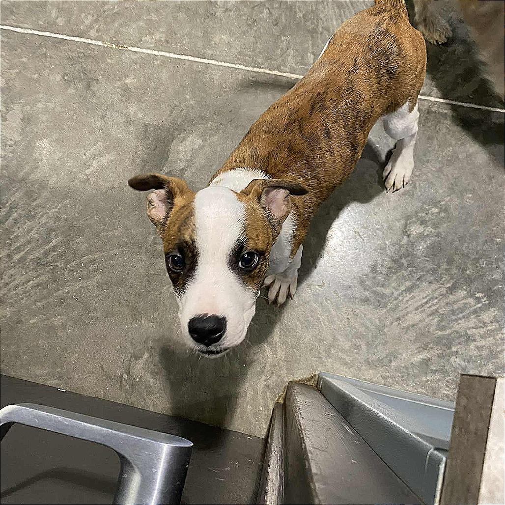 Enlarge Devon, a Adoptable Pit Bull Terrier in Hannibal, MO image 2/2