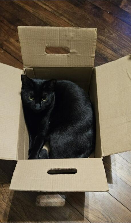 March / Tobie (October), Adoptable, Adult Male Domestic Short Hair.