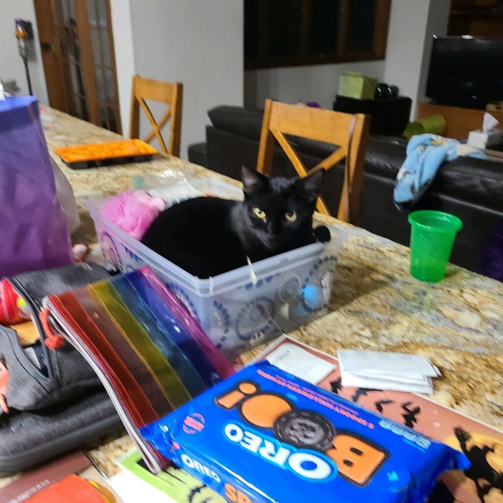 Enlarge March / Tobie (October), a Adoptable mixed breed in Brainardsville, NY image 3/6