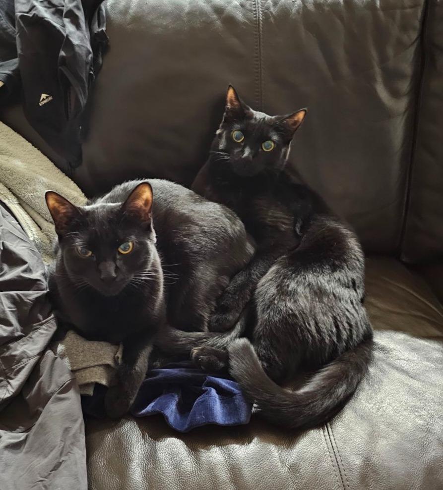 March / Tobie (October), Adoptable, Adult Male Domestic Short Hair.