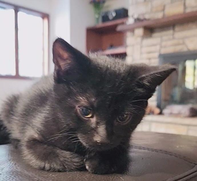 March / Tobie (October), a Adoptable mixed breed in Brainardsville, NY image 4/6