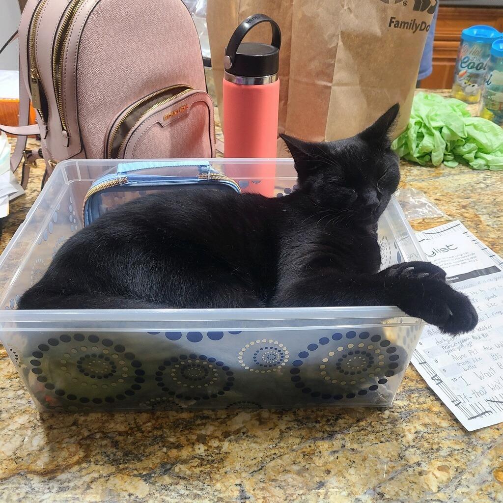 Enlarge March / Tobie (October), a Adoptable mixed breed in Brainardsville, NY image 6/6