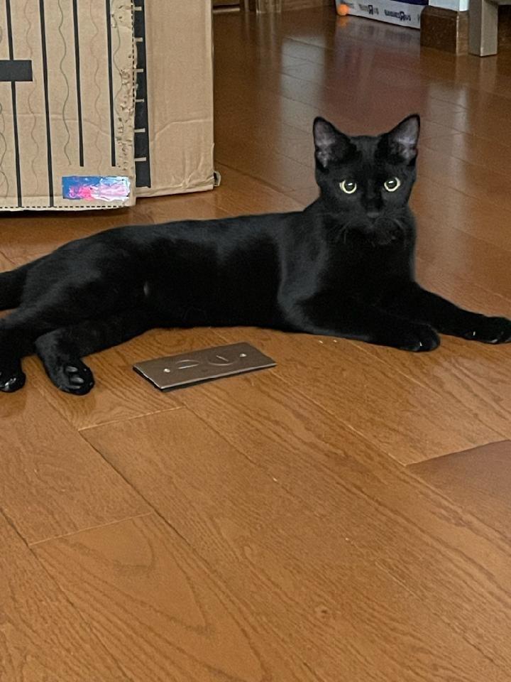 March / Tobie (October), a Adoptable mixed breed in Brainardsville, NY image 6/6