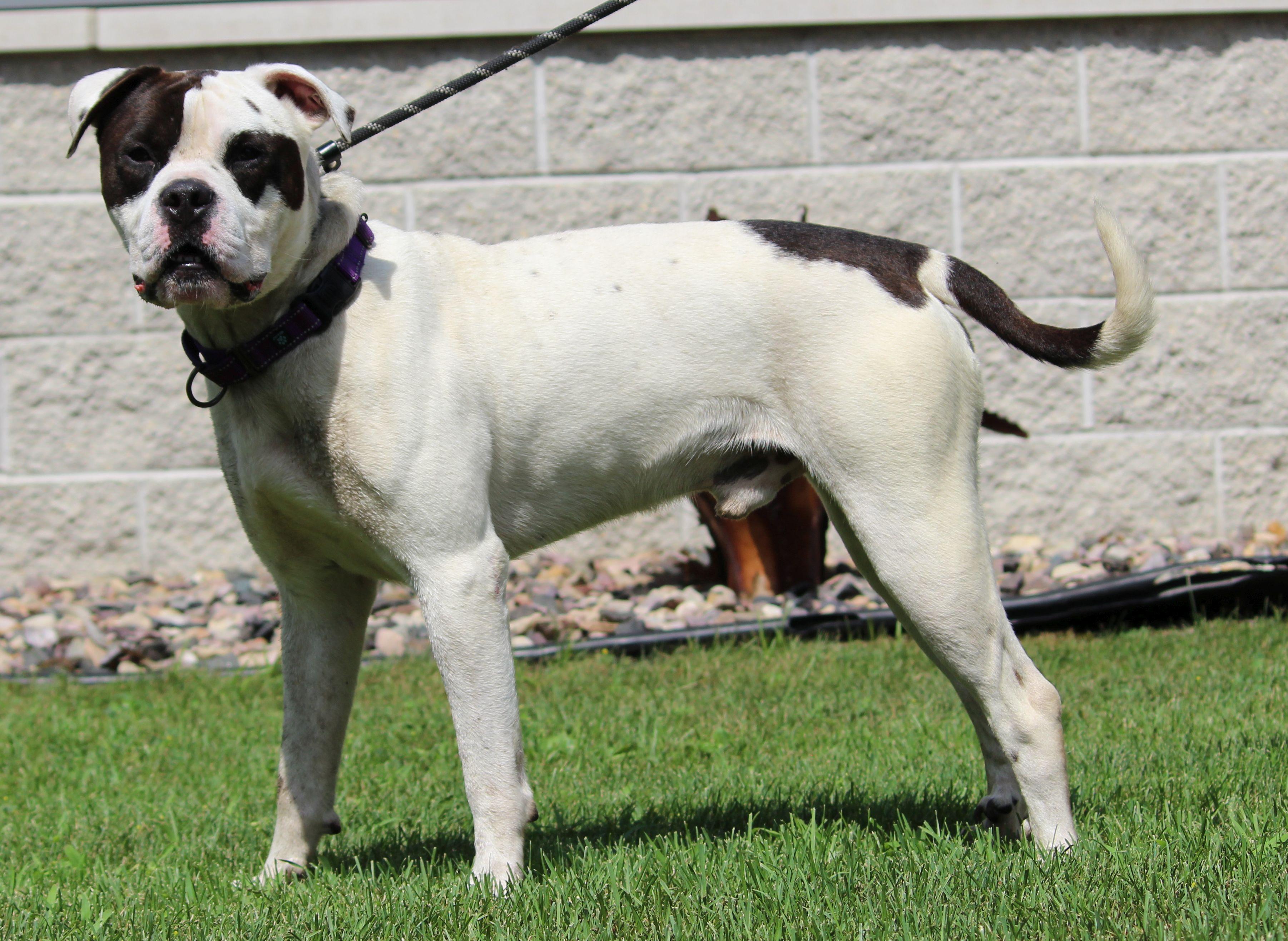 Enlarge Jimmy, a Adoptable mixed breed in Portage, WI image 2/6