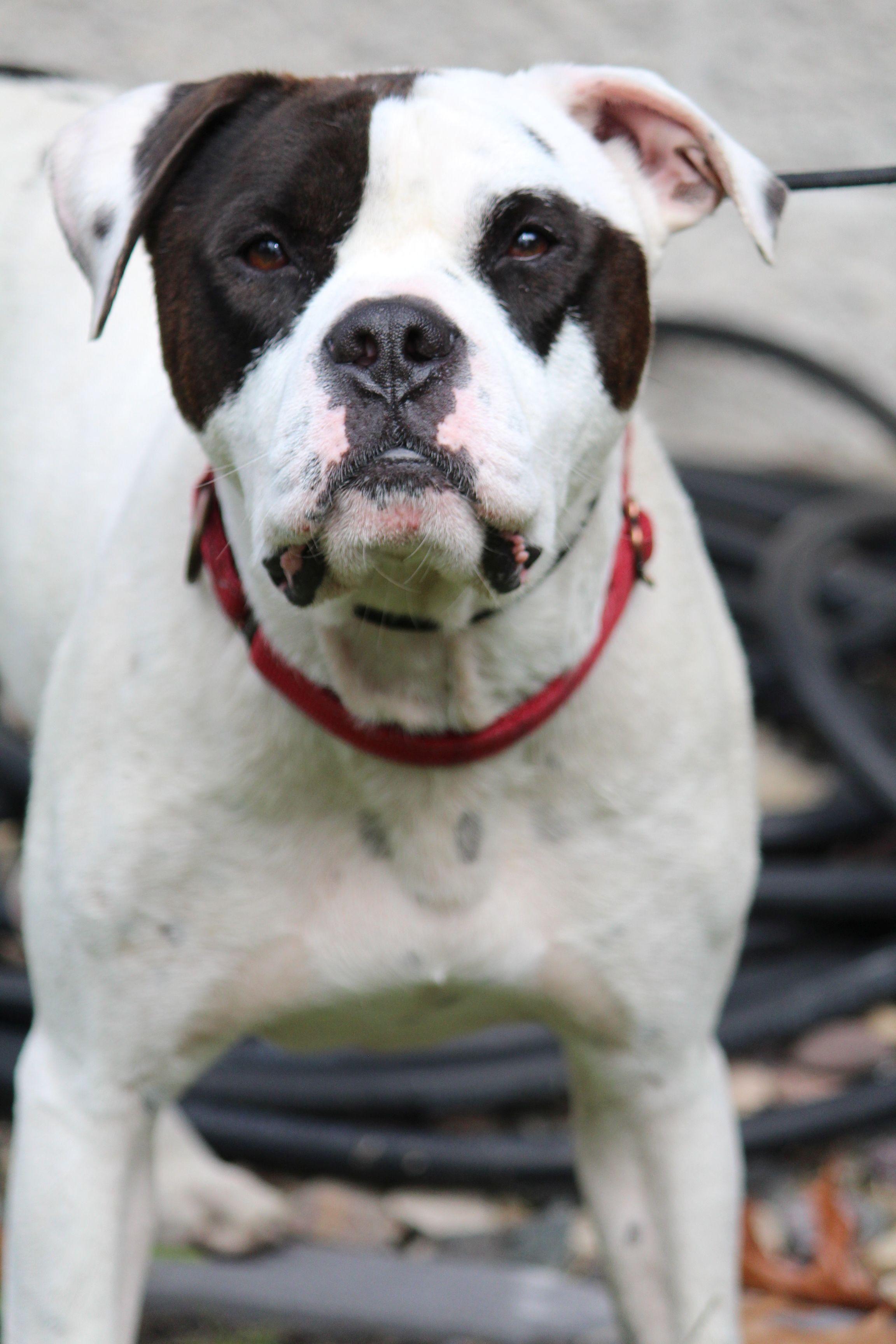 Enlarge Jimmy, a Adoptable mixed breed in Portage, WI image 3/6