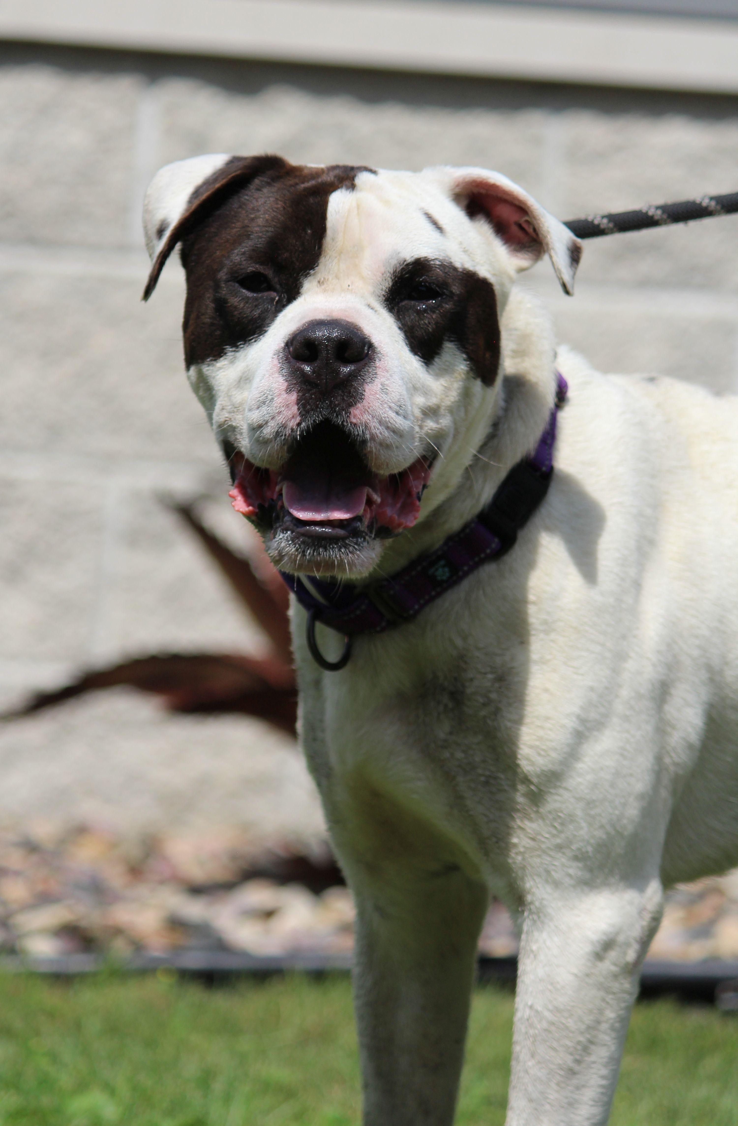Enlarge Jimmy, a Adoptable mixed breed in Portage, WI image 1/6