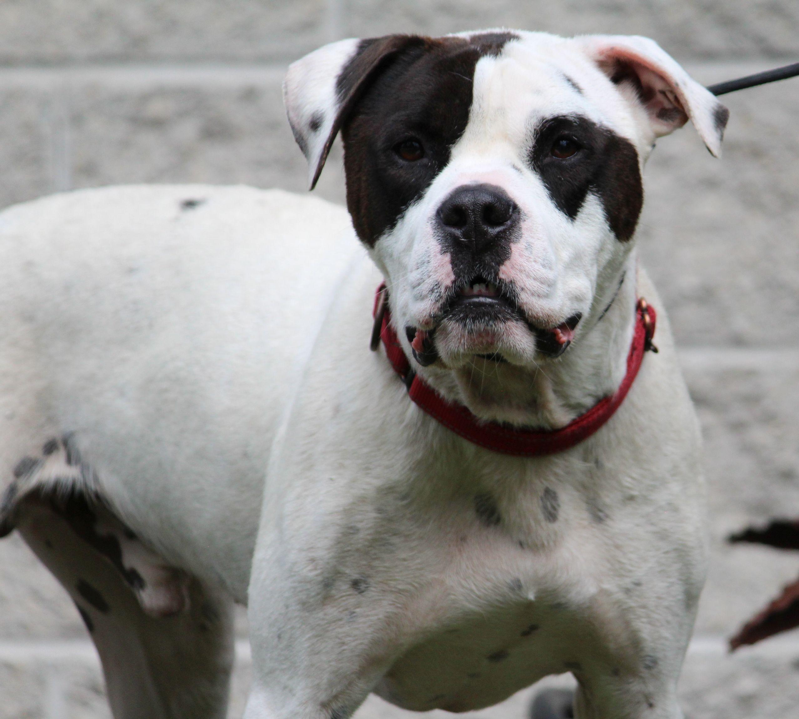Enlarge Jimmy, a Adoptable mixed breed in Portage, WI image 5/6