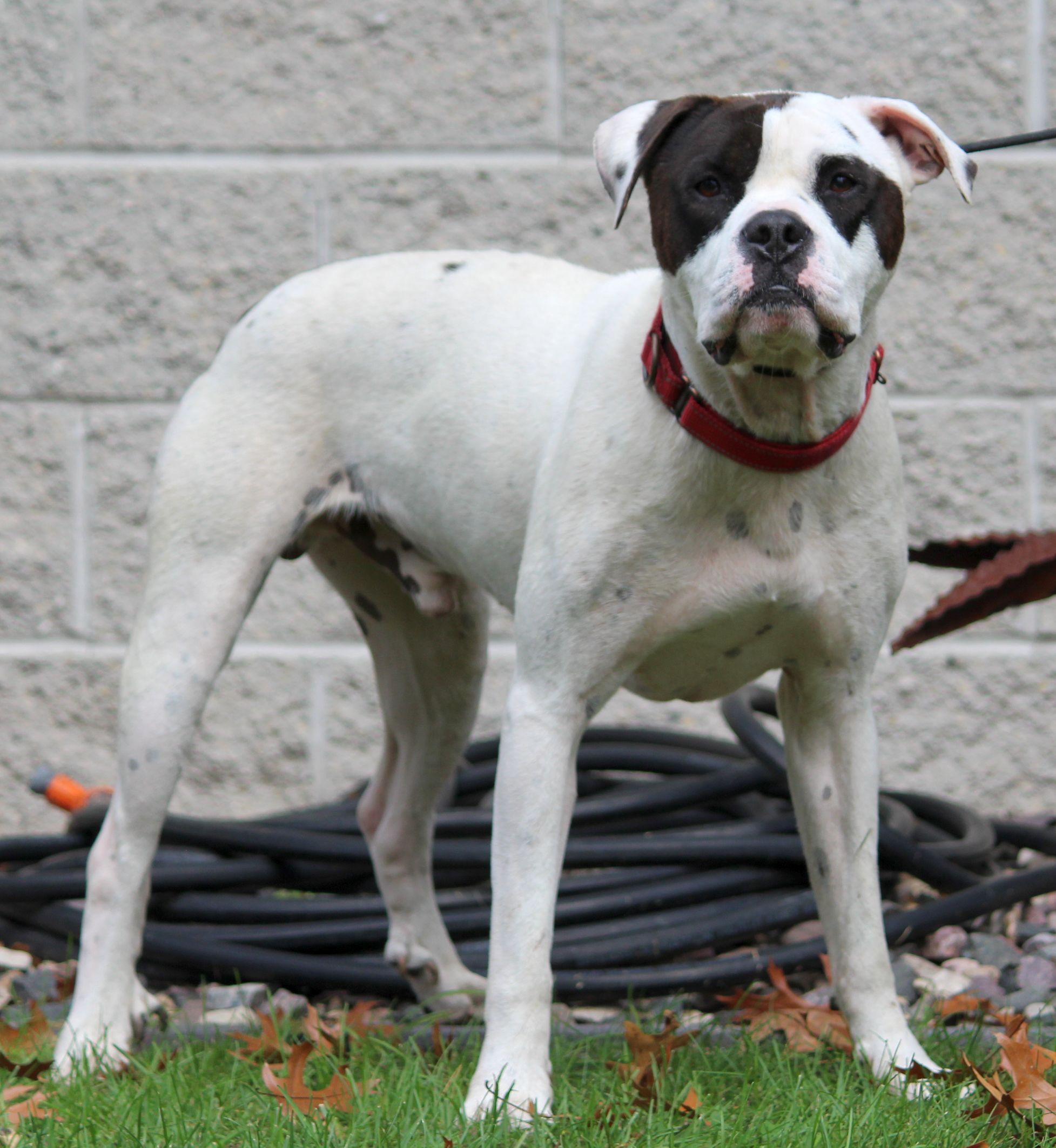 Enlarge Jimmy, a Adoptable mixed breed in Portage, WI image 6/6