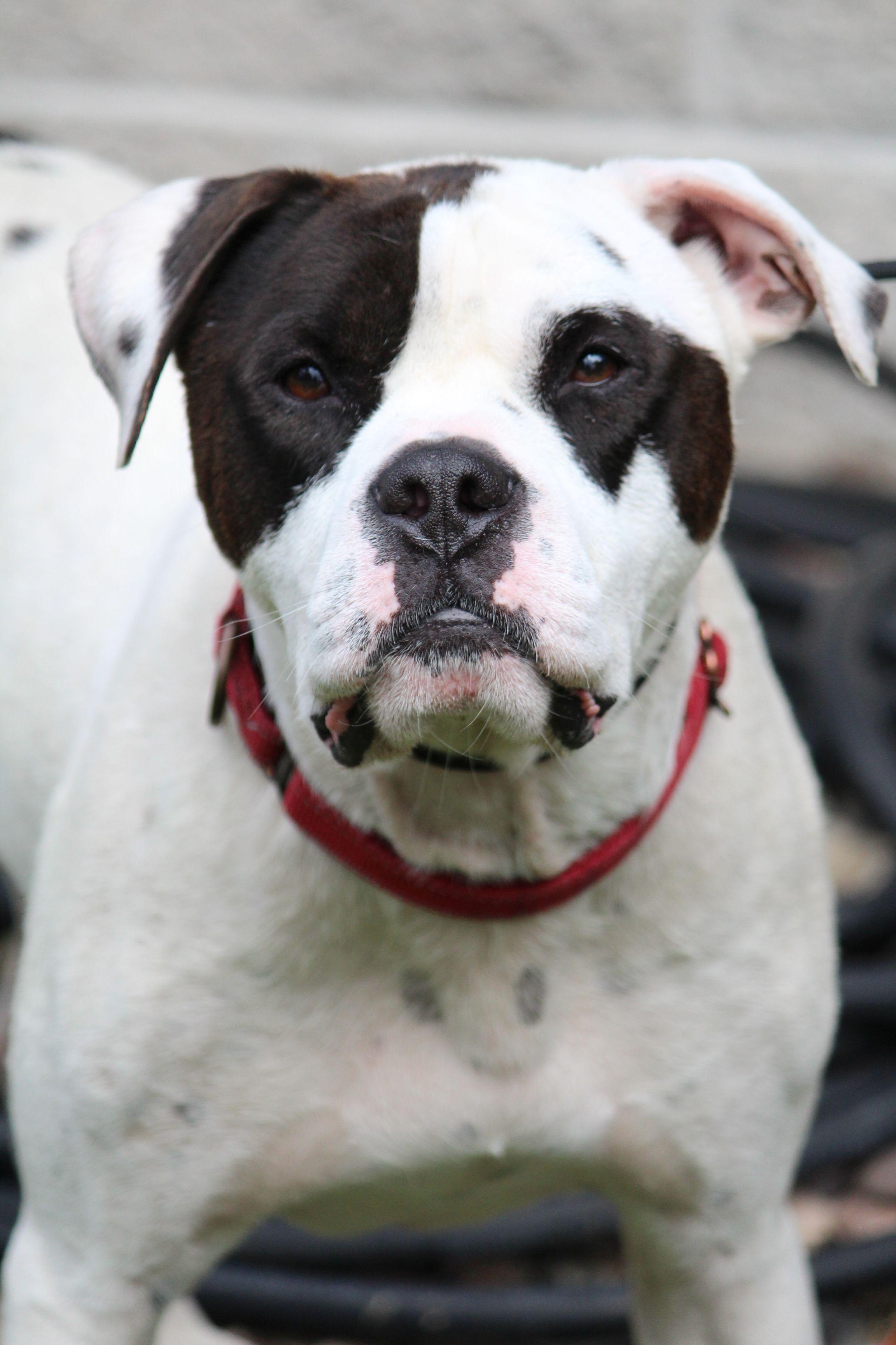 Enlarge Jimmy, a Adoptable mixed breed in Portage, WI image 4/6