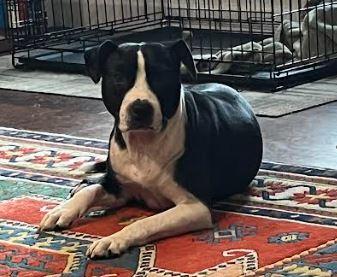 Enlarge Bentley, a Adoptable Mixed Breed in Palm Harbor, FL image 6/6