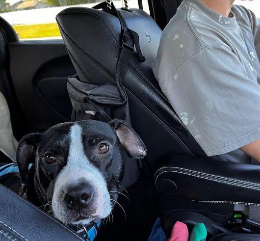 Enlarge Bentley, a Adoptable Mixed Breed in Palm Harbor, FL image 4/6