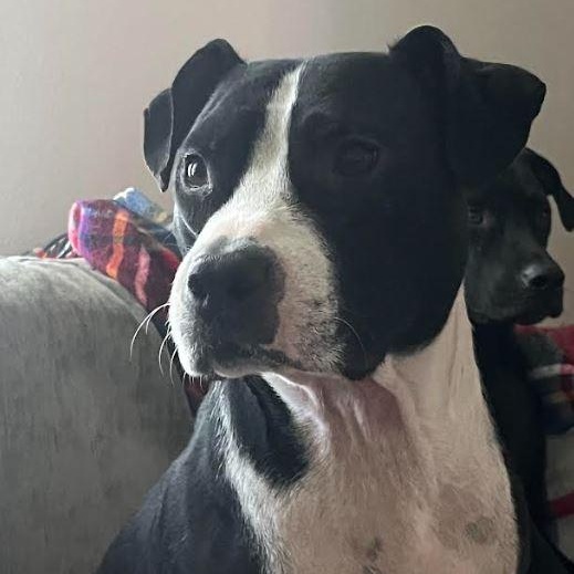 Enlarge Bentley, a Adoptable Mixed Breed in Palm Harbor, FL image 2/6