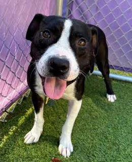 Enlarge Bentley, a Adoptable Mixed Breed in Palm Harbor, FL image 5/6