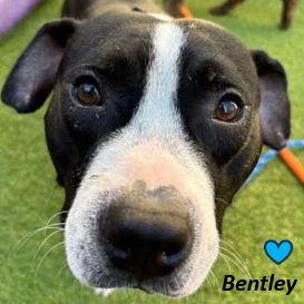 Bentley, Adoptable, Adult Male Mixed Breed.