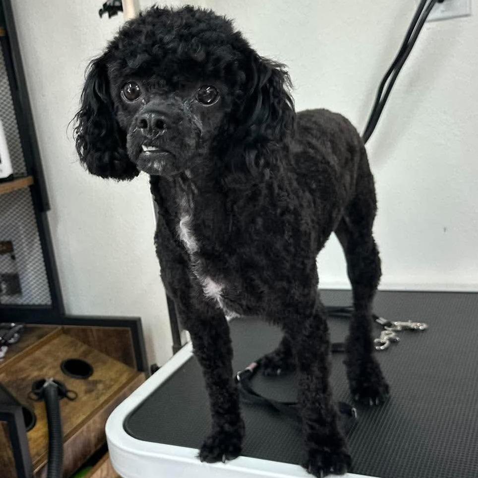 Pierre, Adoptable, Adult Male Poodle.