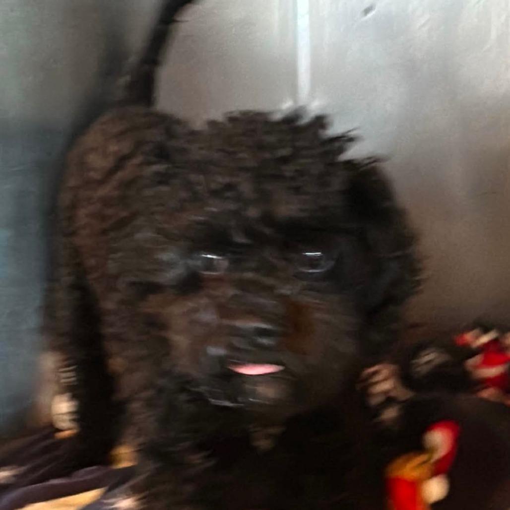 Enlarge Pierre, a Adoptable Poodle in Loves Park, IL image 2/6