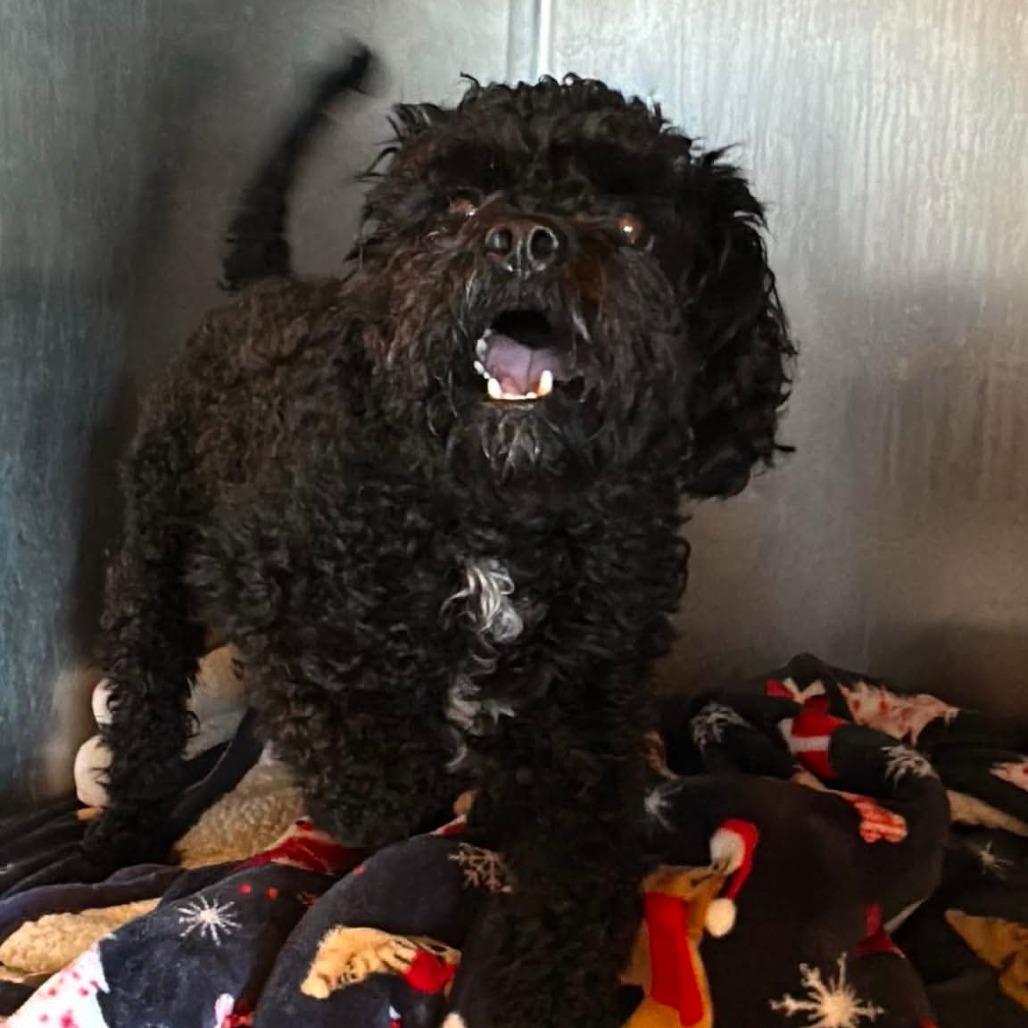 Enlarge Pierre, a Adoptable Poodle in Loves Park, IL image 4/6