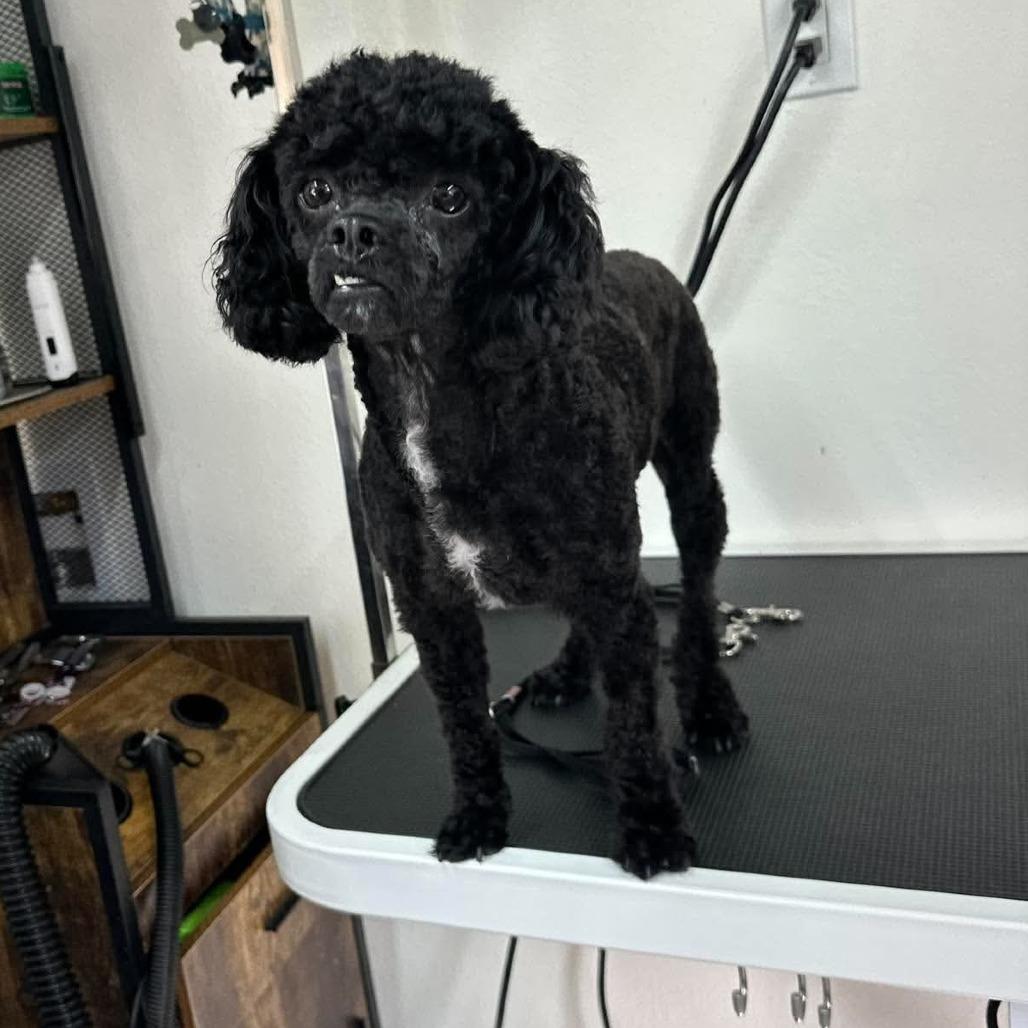 Enlarge Pierre, a Adoptable Poodle in Loves Park, IL image 5/6