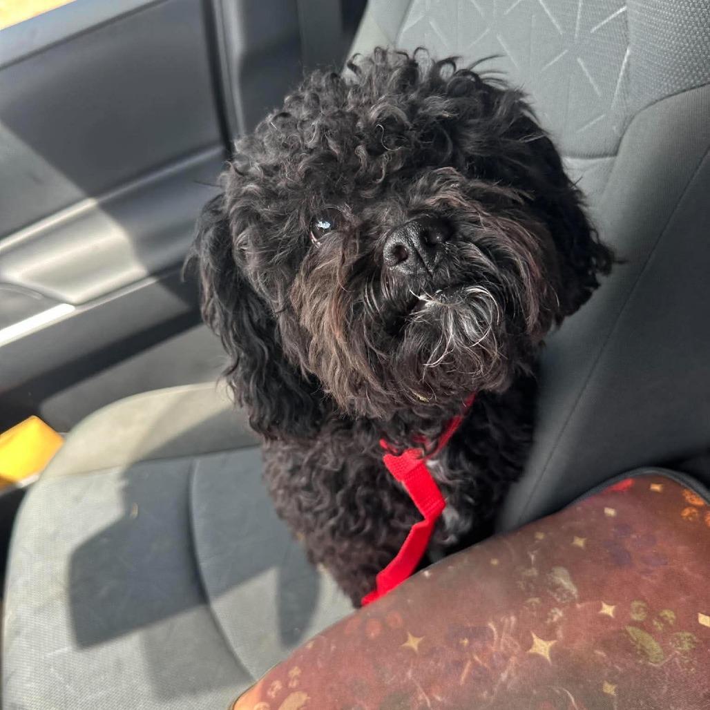 Enlarge Pierre, a Adoptable Poodle in Loves Park, IL image 6/6