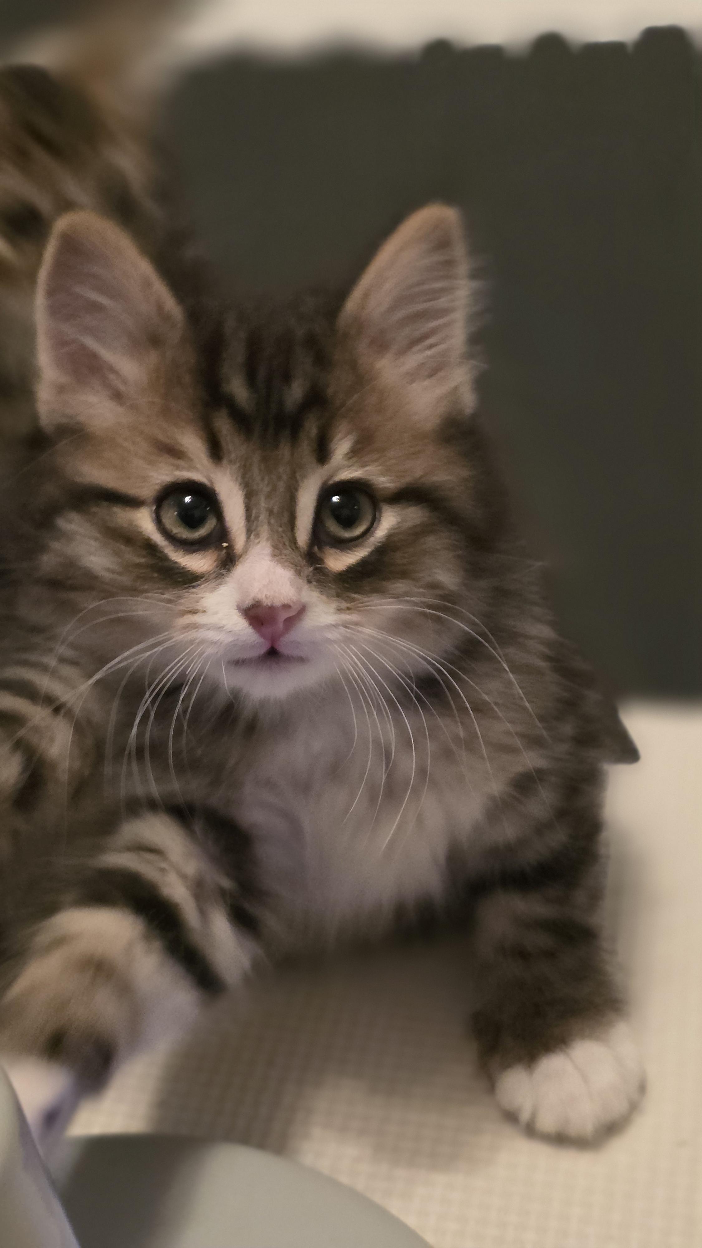 Enlarge 30112025R, a Adopted Domestic Short Hair in Kamloops, BC image 1/6