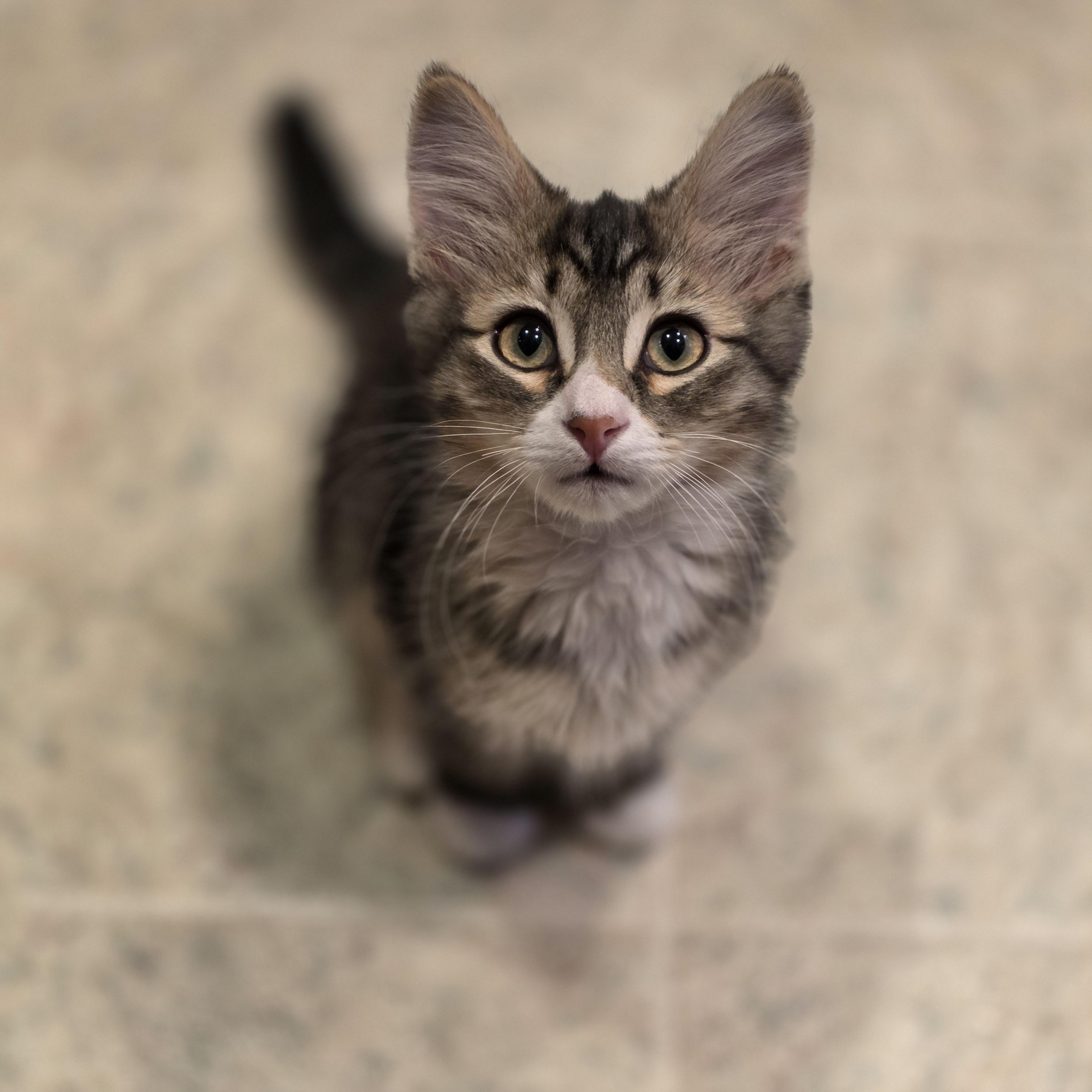 Enlarge 30112025R, a Adopted Domestic Short Hair in Kamloops, BC image 2/6