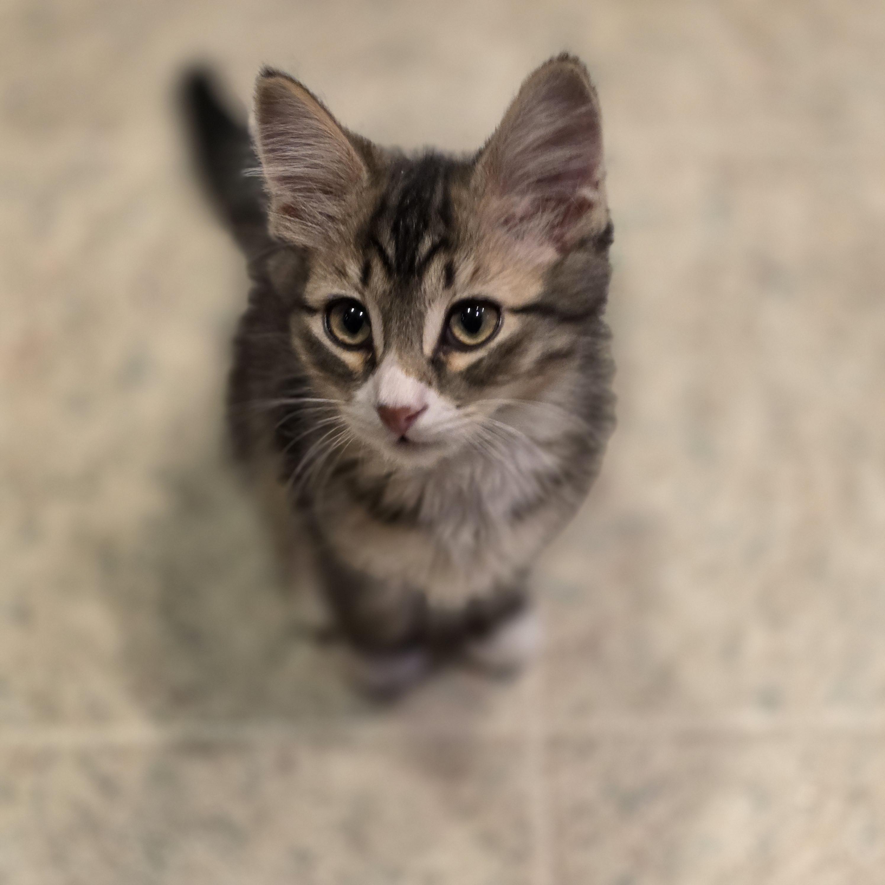 Enlarge 30112025R, a Adopted Domestic Short Hair in Kamloops, BC image 3/6