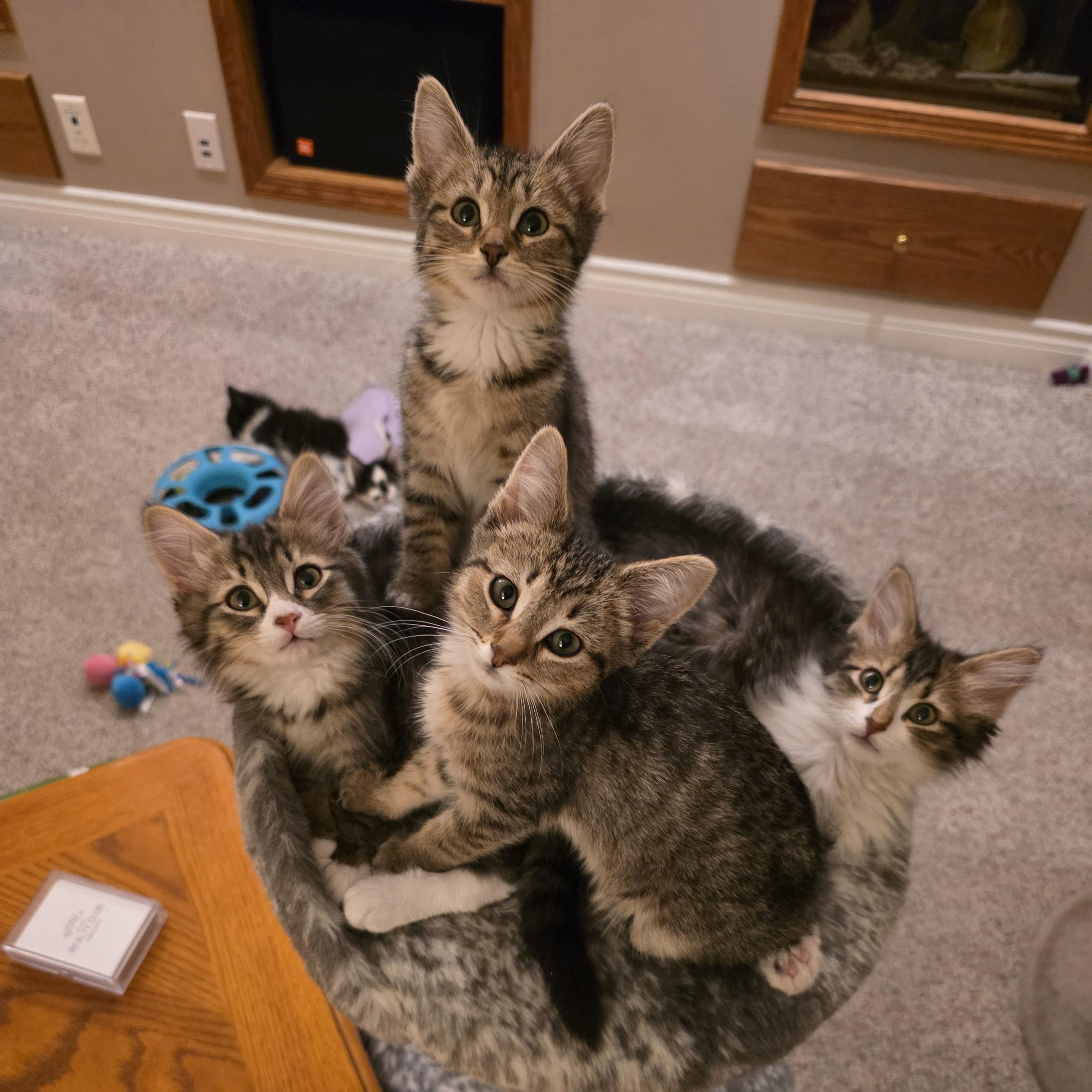 Enlarge 30112025R, a Adopted Domestic Short Hair in Kamloops, BC image 4/6