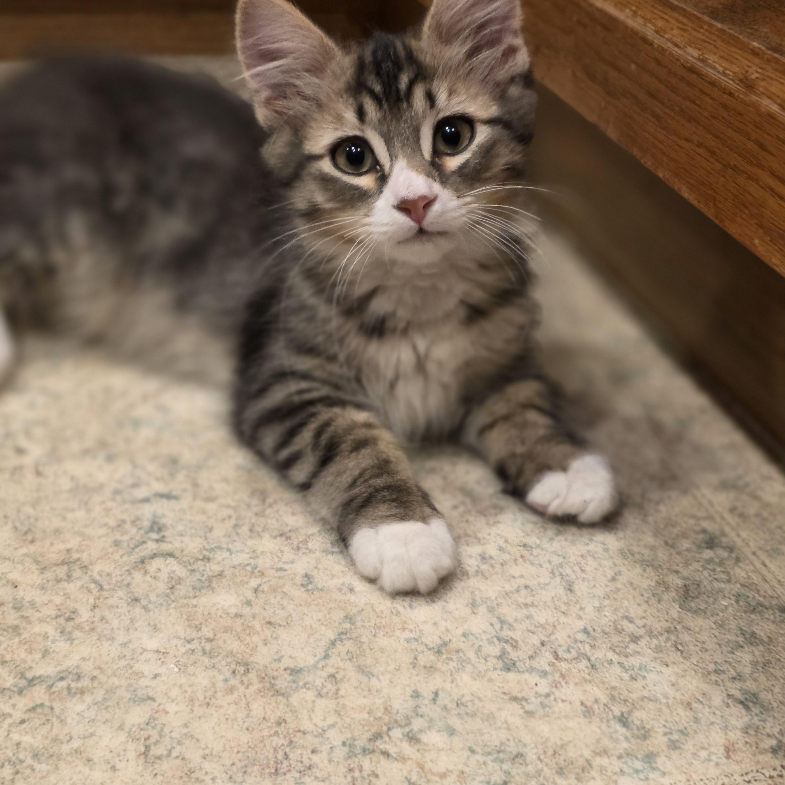 Enlarge 30112025R, a Adopted Domestic Short Hair in Kamloops, BC image 5/6