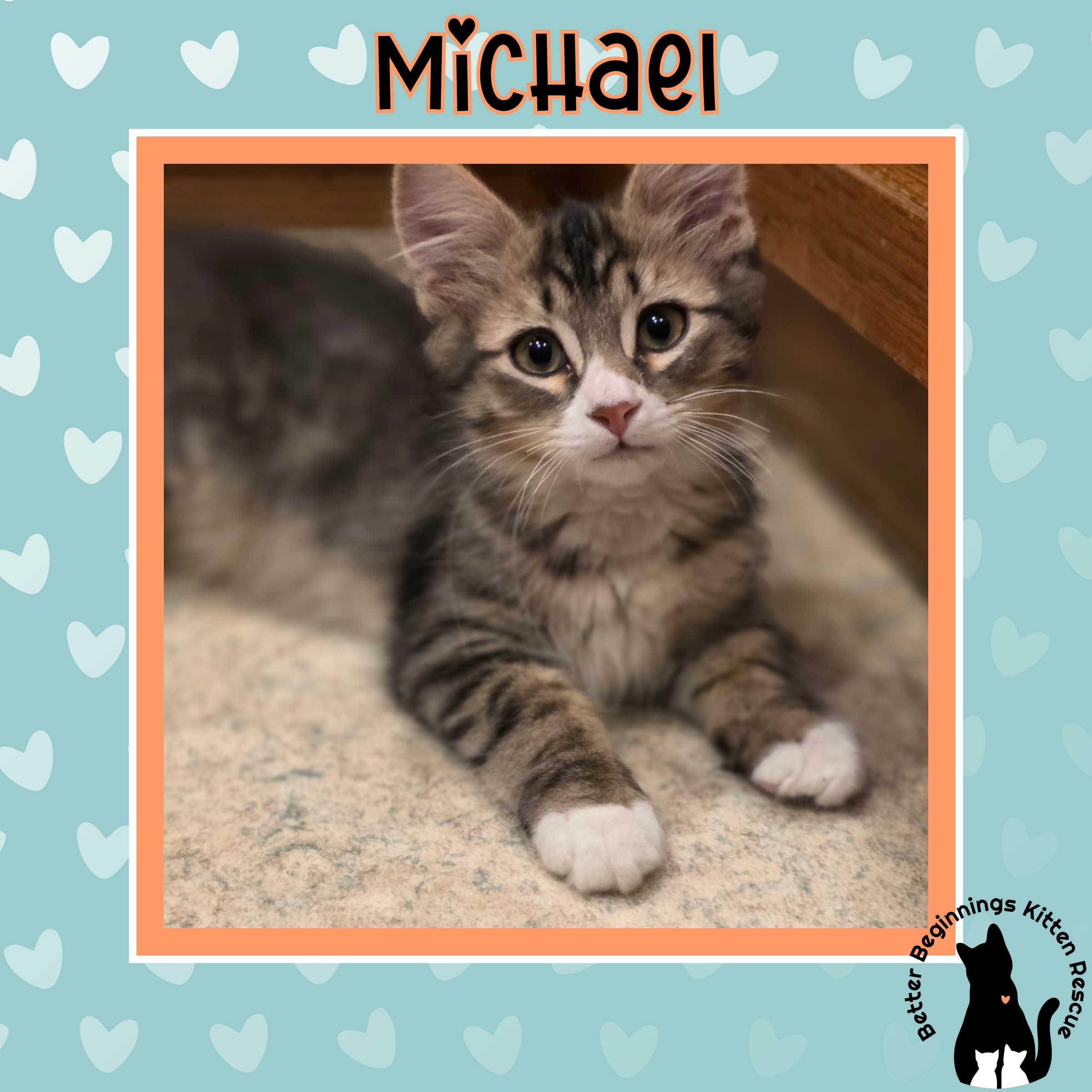 Enlarge 30112025R, a Adopted Domestic Short Hair in Kamloops, BC image 6/6