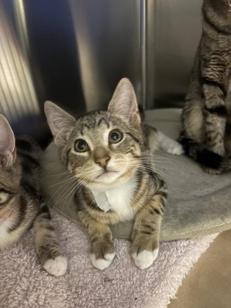 Jose, Adoptable, Kitten Male Domestic Short Hair.
