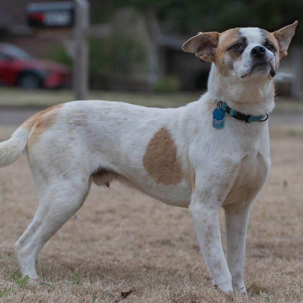 Enlarge Stitch (Formerly Lava), a Adoptable Mixed Breed in Bartlett, TN image 1/6