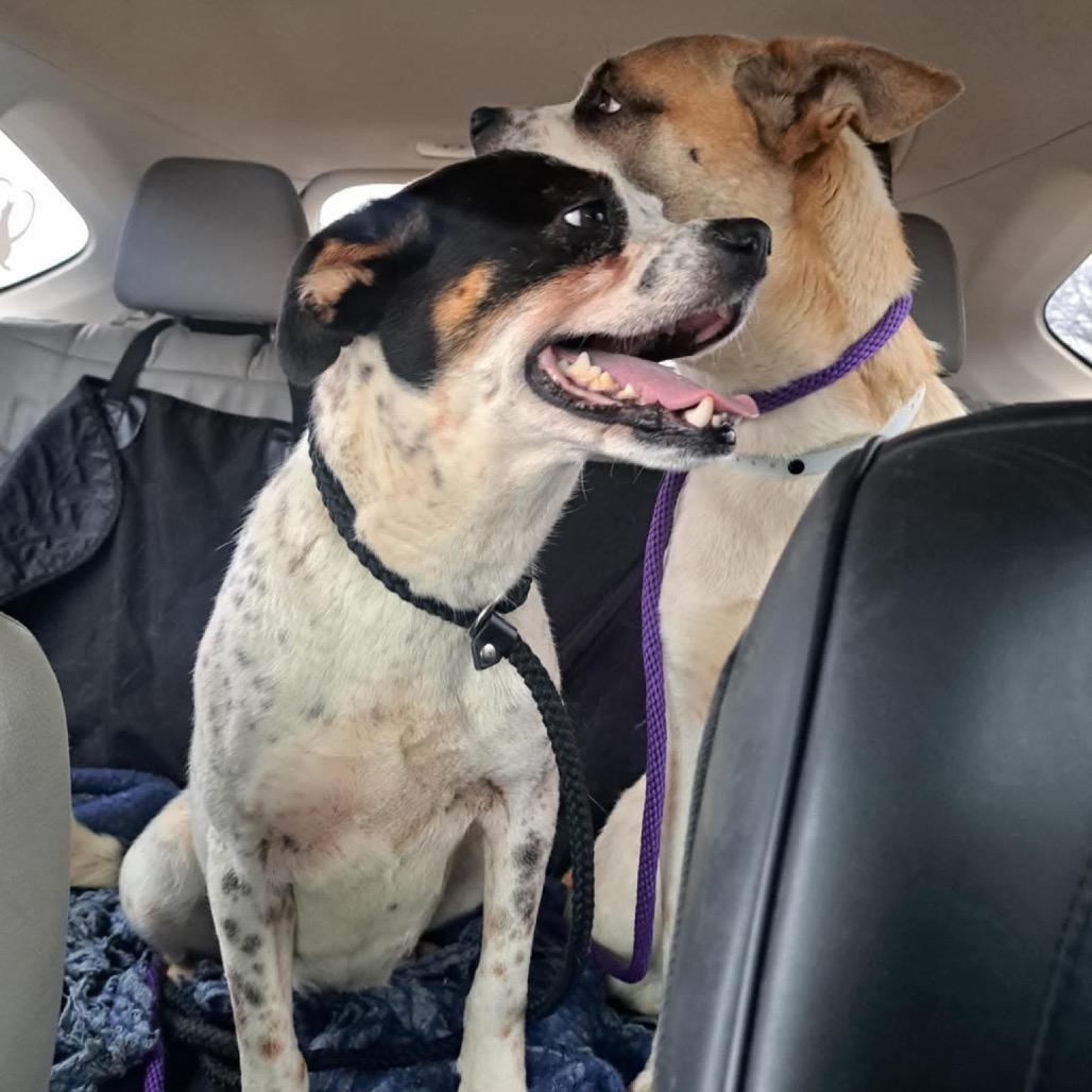 Stitch (Formerly Lava), Adoptable, Adult Male Mixed Breed.