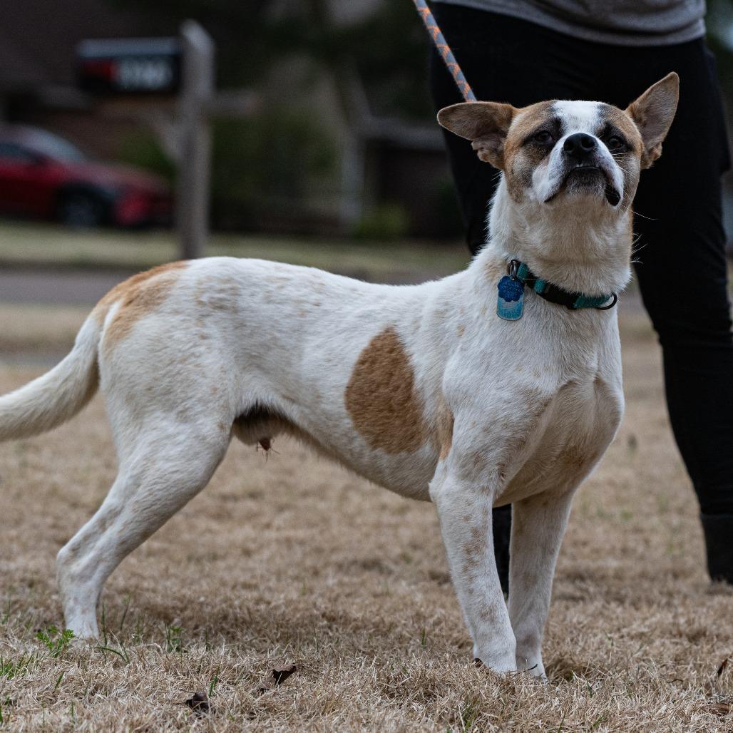Enlarge Stitch (Formerly Lava), a Adoptable Mixed Breed in Bartlett, TN image 3/6