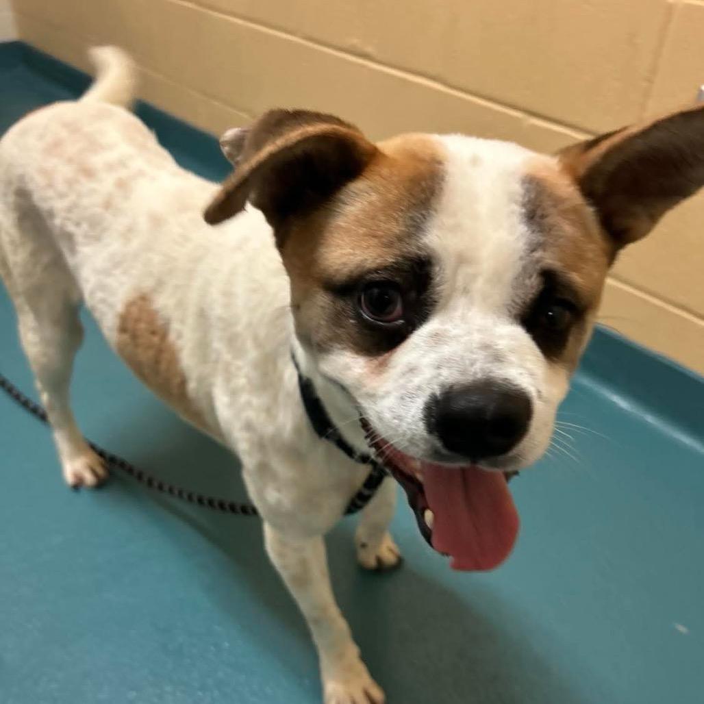 Enlarge Stitch (Formerly Lava), a Adoptable Mixed Breed in Bartlett, TN image 3/6