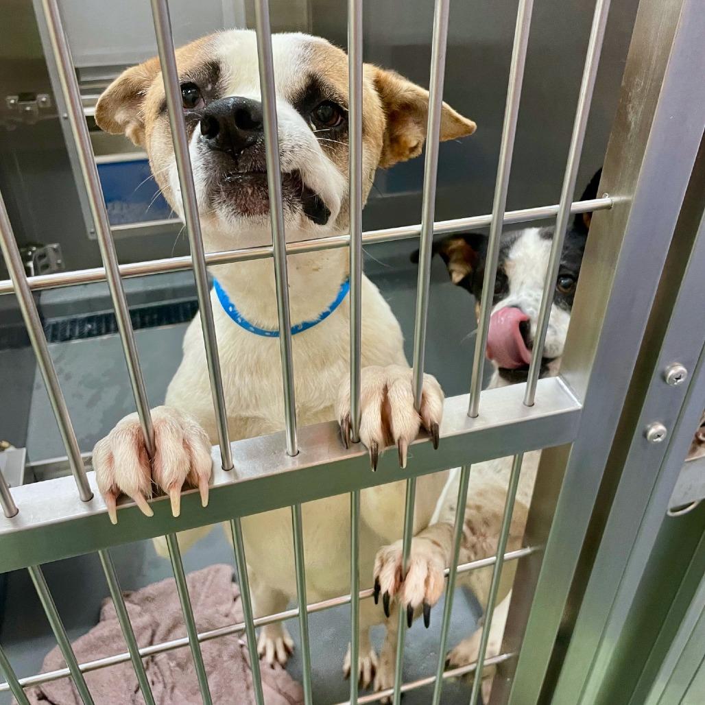 Enlarge Stitch (Formerly Lava), a Adoptable Mixed Breed in Bartlett, TN image 4/6