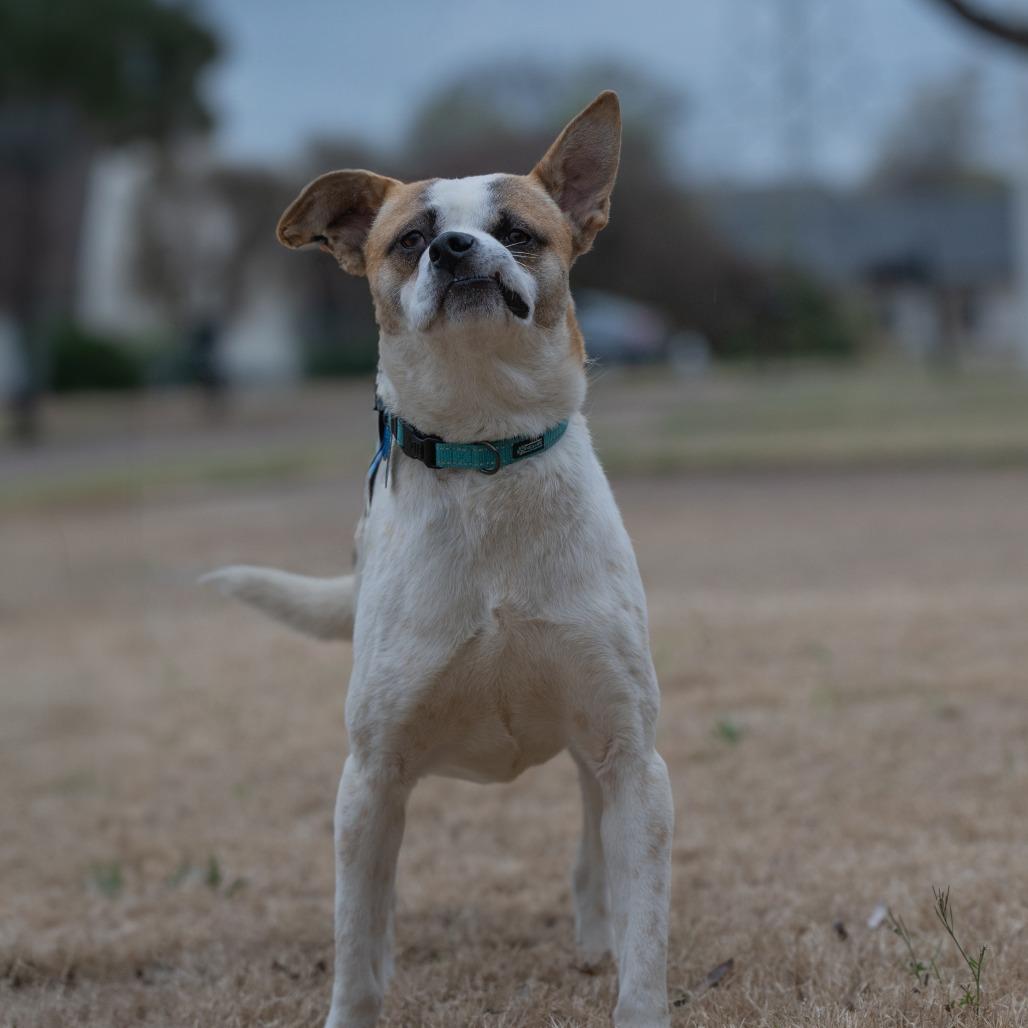 Enlarge Stitch (Formerly Lava), a Adoptable Mixed Breed in Bartlett, TN image 5/6