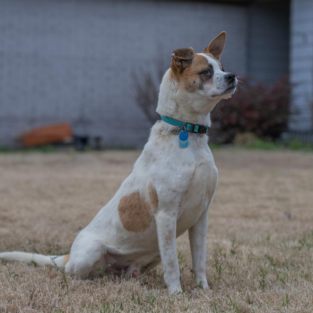 Enlarge Stitch (Formerly Lava), a Adoptable Mixed Breed in Bartlett, TN image 6/6