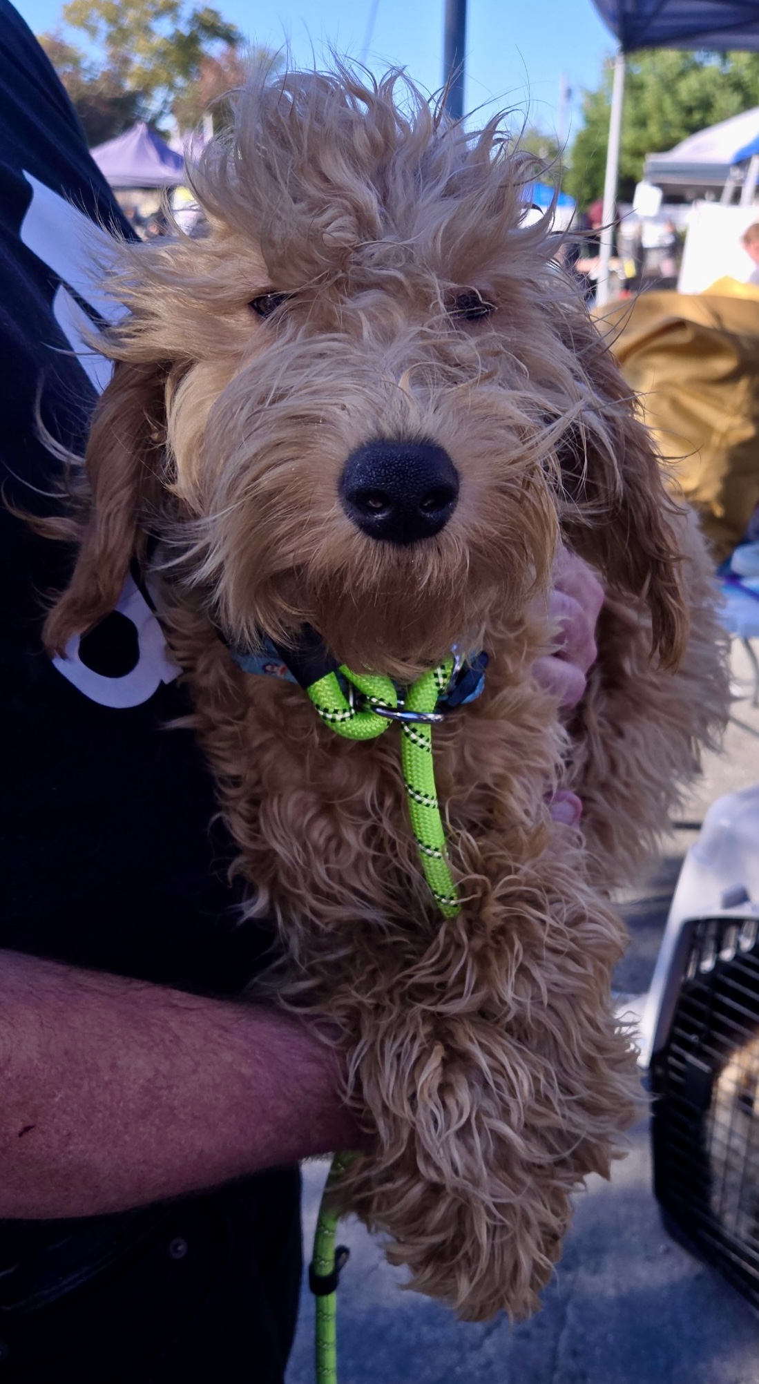 Enlarge Zag, a Adoptable Goldendoodle in Far Rockaway, NY image 1/2