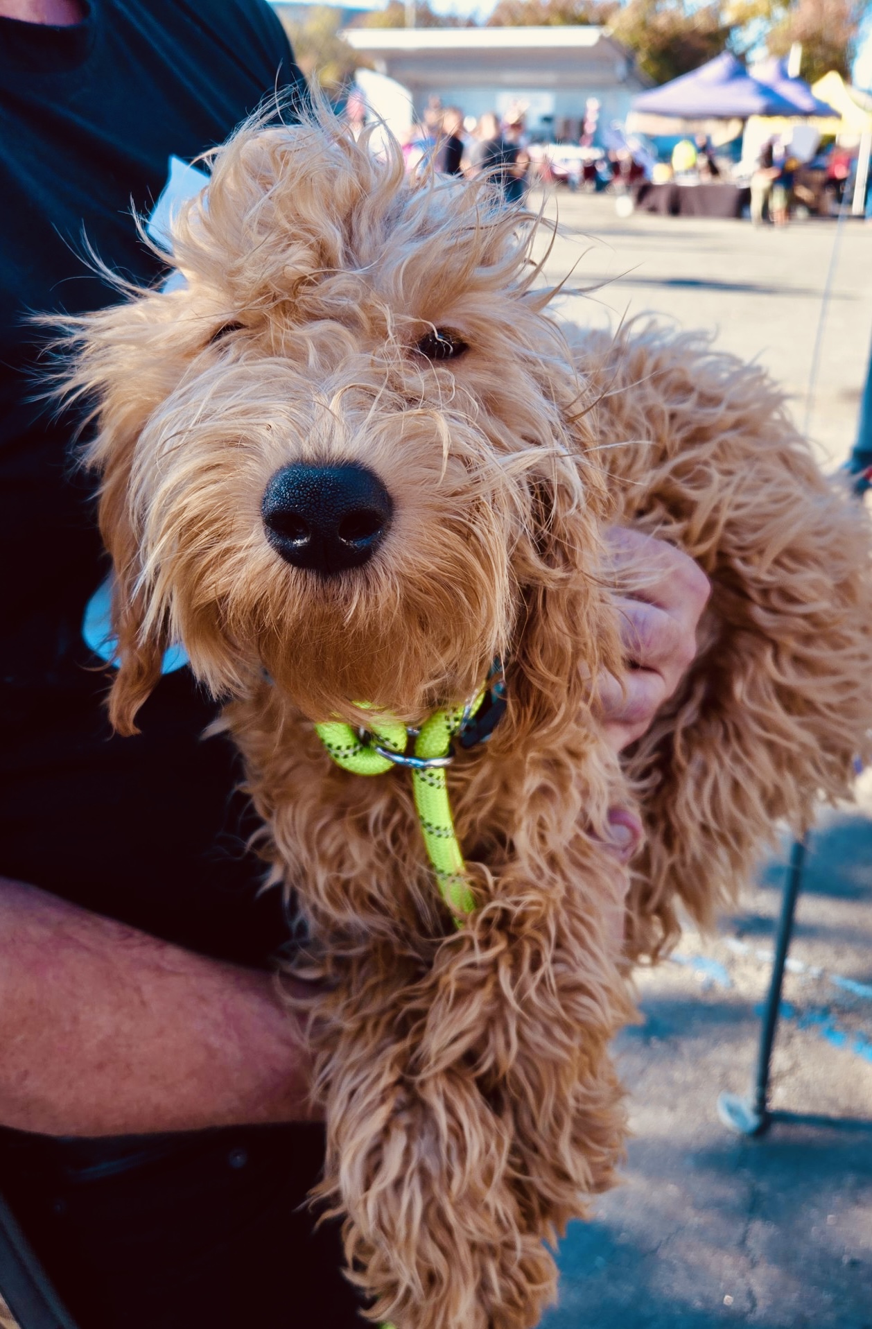 Enlarge Zag, a Adoptable Goldendoodle in Far Rockaway, NY image 2/2