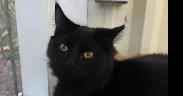 Sami, Adoptable, Kitten Female Domestic Long Hair.