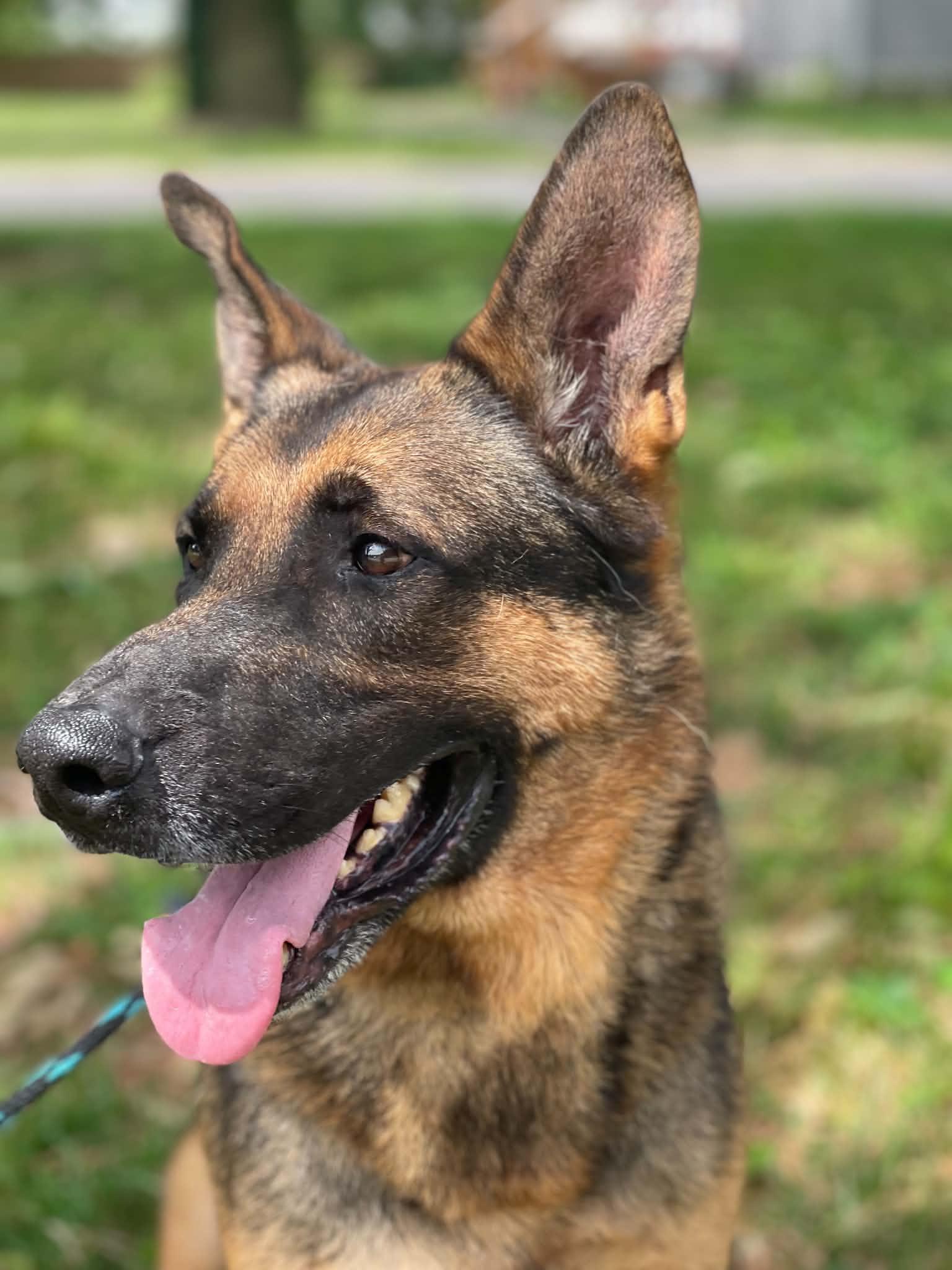 Enlarge Captain (in a FOSTER home), a Adopted German Shepherd Dog in Springfield, IL image 3/3