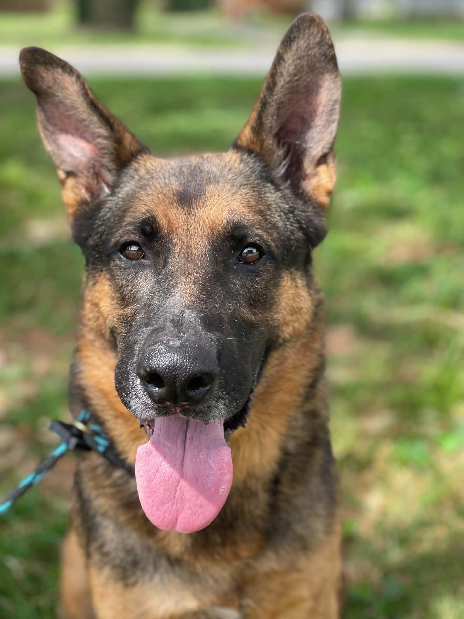 Enlarge Captain (in a FOSTER home), a Adopted German Shepherd Dog in Springfield, IL image 1/3