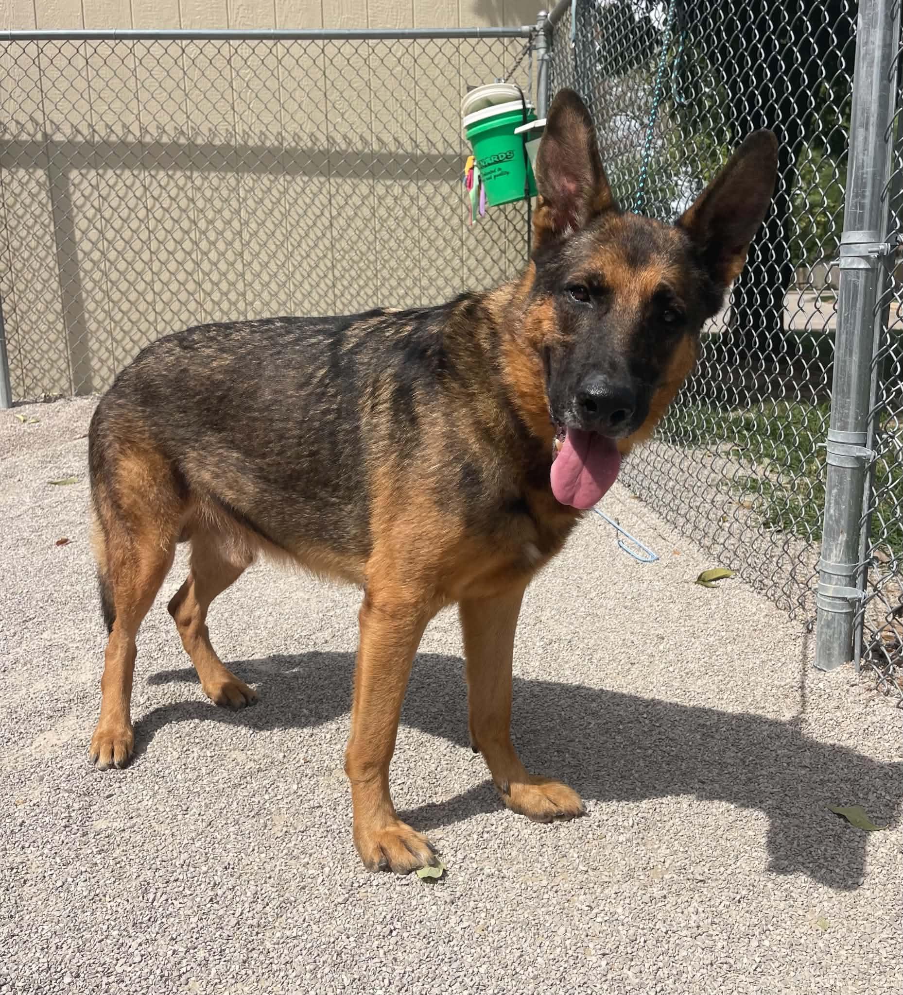 Enlarge Captain (in a FOSTER home), a Adopted German Shepherd Dog in Springfield, IL image 2/3
