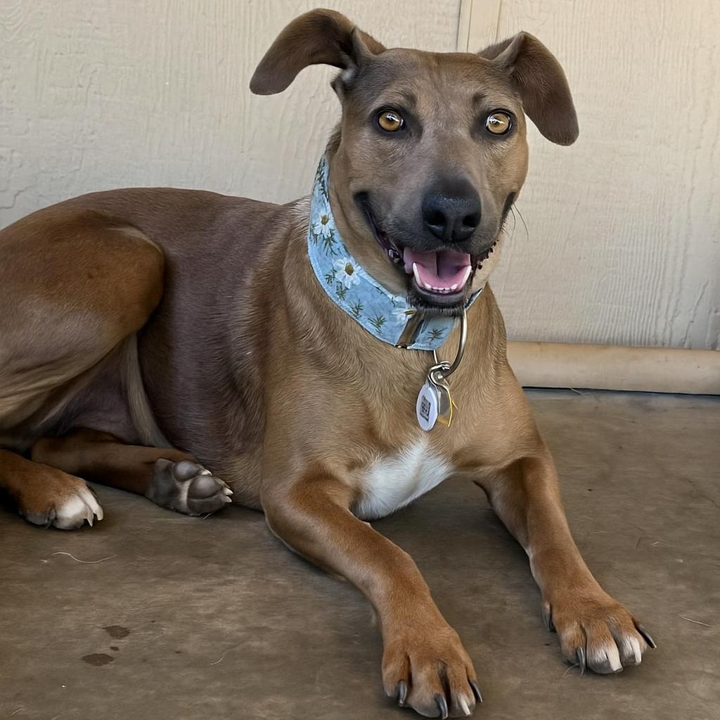 Grable, Adoptable, Senior Female Pit Bull Terrier.